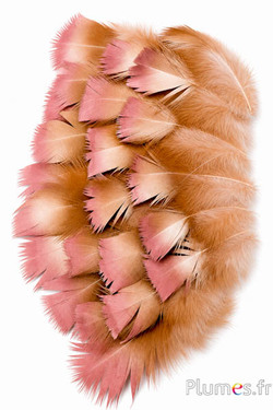 Dindon bronze blanchi - 8-12 cm - crème-doré-bronze
